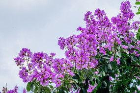 紫兰图片,探寻自然之美